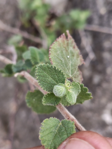 Image of Acalypha californica by (c) Abraham Sánchez Romero, some rights reserved (CC BY)