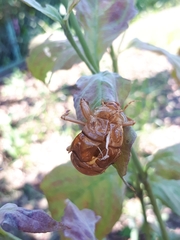 Graptopsaltria nigrofuscata