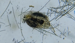 Acroperus angustatus