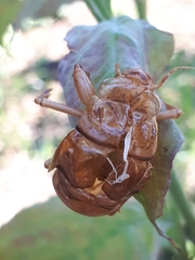 Graptopsaltria nigrofuscata