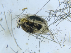 Acroperus angustatus