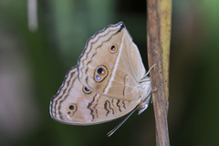 Junonia almana javana