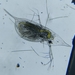 Daphnia cucullata - Photo (c) Nazarov Lev, some rights reserved (CC BY-NC), uploaded by Nazarov Lev