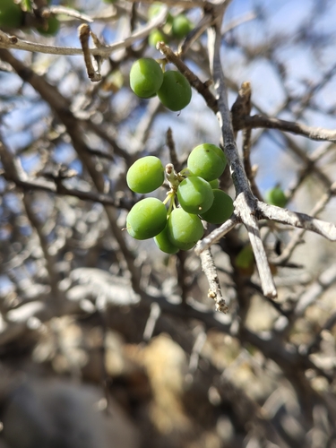 Forestiera phillyreoides (Forestiera phillyreoides)