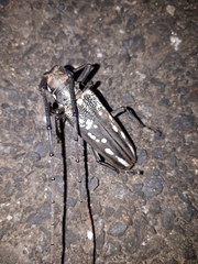 Batocera lineolata