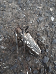 Batocera lineolata
