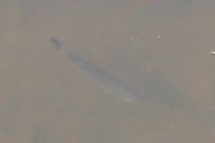 Micropterus salmoides