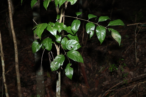 Image of Sarcopteryx stipata by (c) Greg Tasney, some rights reserved (CC BY-SA)