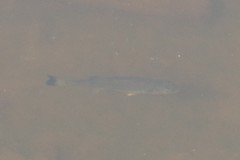 Micropterus salmoides