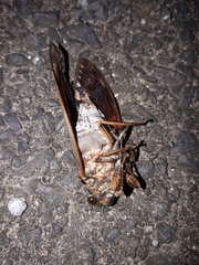 Graptopsaltria nigrofuscata