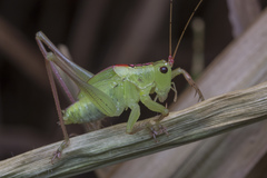 Hexacentrus unicolor