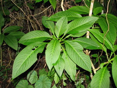 Louteridium chartaceum