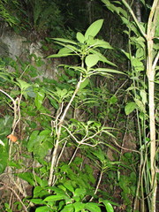 Louteridium chartaceum
