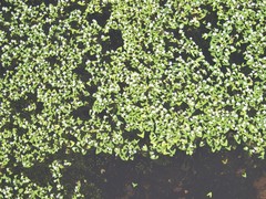 Nymphoides furculifolia