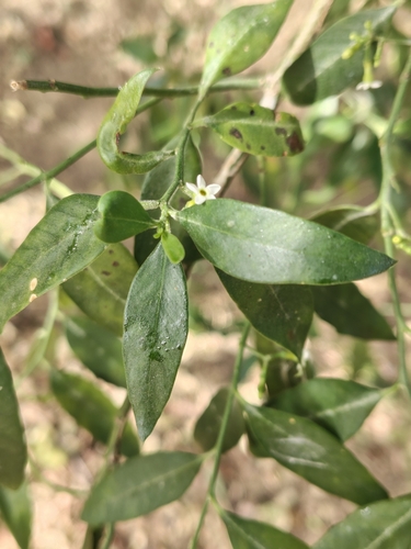 Image of Vallesia glabra by (c) Abraham Sánchez Romero, some rights reserved (CC BY)