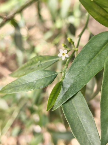 Image of Vallesia glabra by (c) Abraham Sánchez Romero, some rights reserved (CC BY)