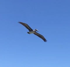 Pelecanus occidentalis