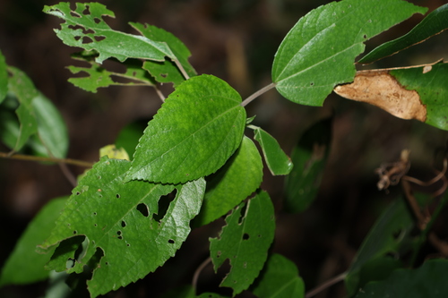 Image of Pipturus argenteus by (c) Greg Tasney, some rights reserved (CC BY-SA)