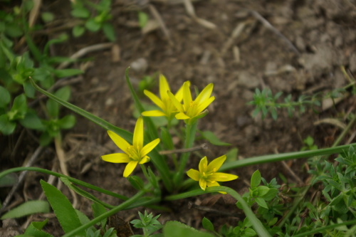 Gagea cuneata · iNaturalist Mexico