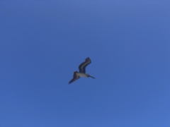 Pelecanus occidentalis