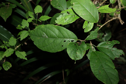 Image of Mallotus claoxyloides by (c) Greg Tasney, some rights reserved (CC BY-SA)