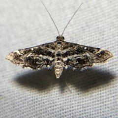 Diasemiopsis leodocusalis