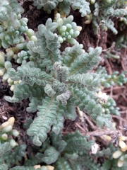 Polyachyrus fuscus