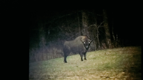 European Wisent