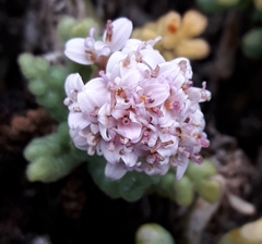 Polyachyrus fuscus