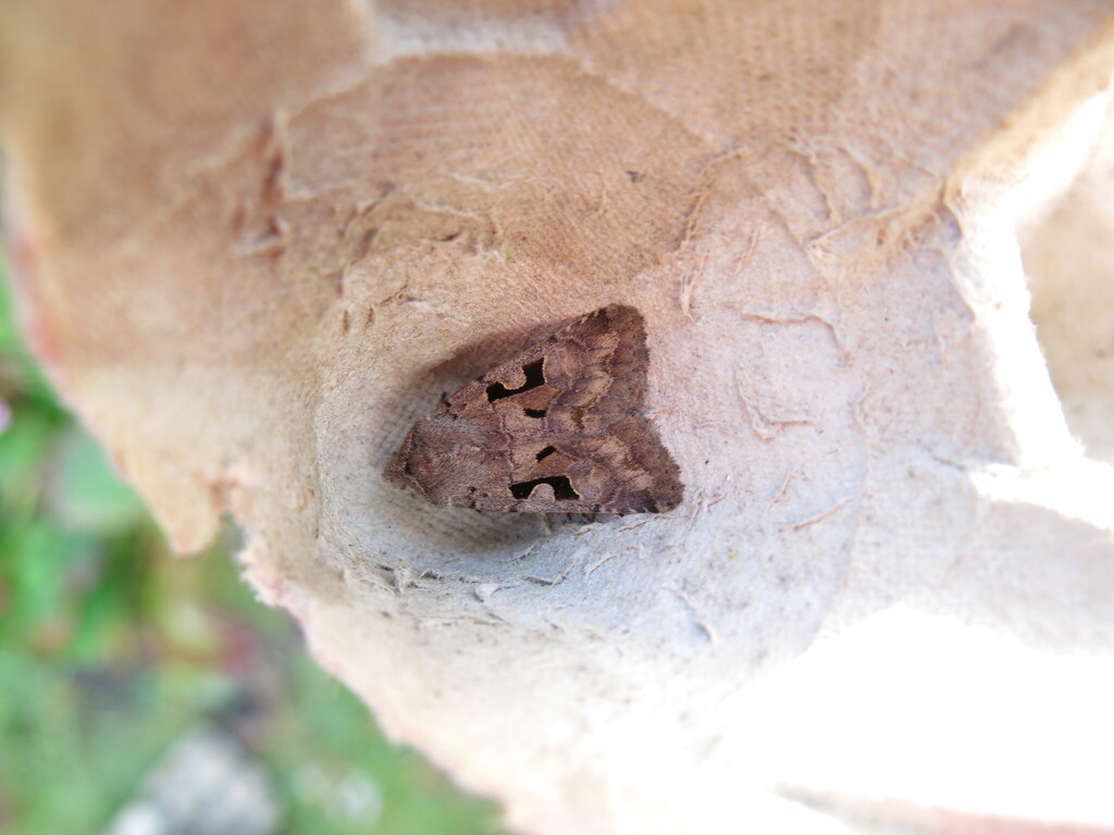 Hebrew Character from Berkshire, UK on March 23, 2025 at 07:14 AM by ...