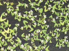 Nymphoides furculifolia