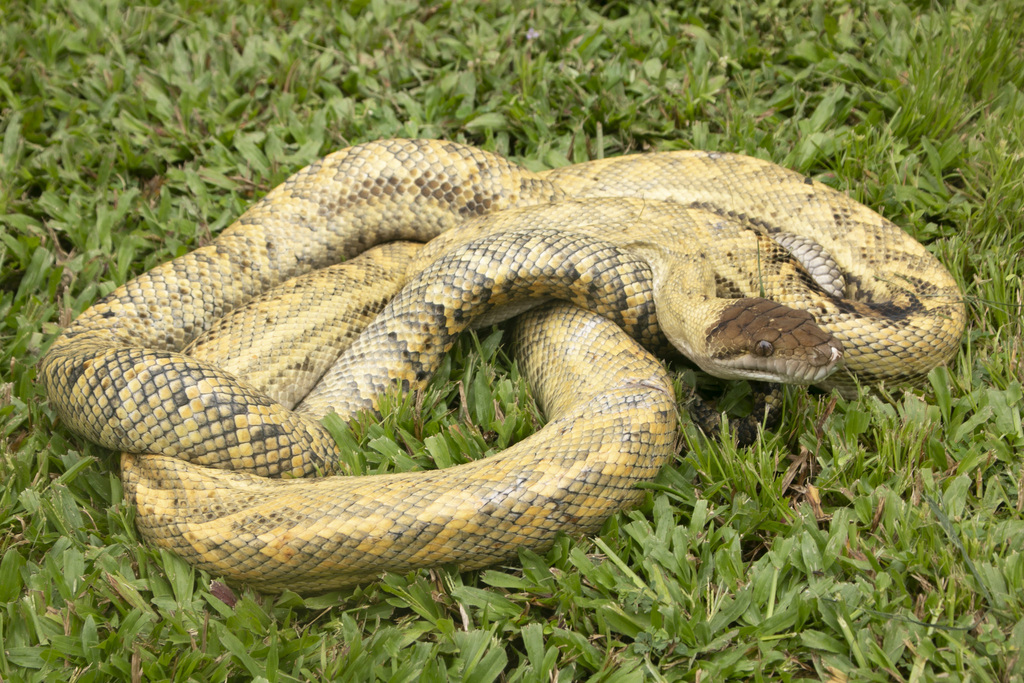 Python Australia Gaint Australian Scrub Python from Cannon Valley QLD, Australia on March 23 ...