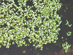 Nymphoides furculifolia