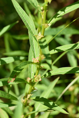 Ludwigia polycarpa