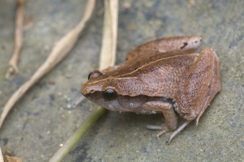 Japanese Rice Frog Rice Frogs (Pet frogs and toads genus) · iNaturalist