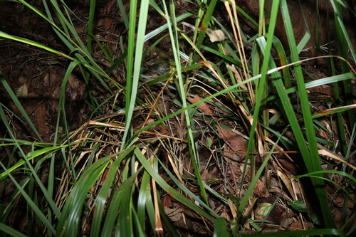 Image of Gahnia melanocarpa by (c) Greg Tasney, some rights reserved (CC BY-SA)