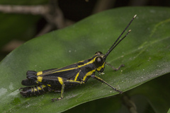 Traulia azureipennis