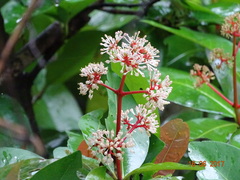 Ixora brachiata