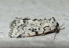 Bryolymnia viridata