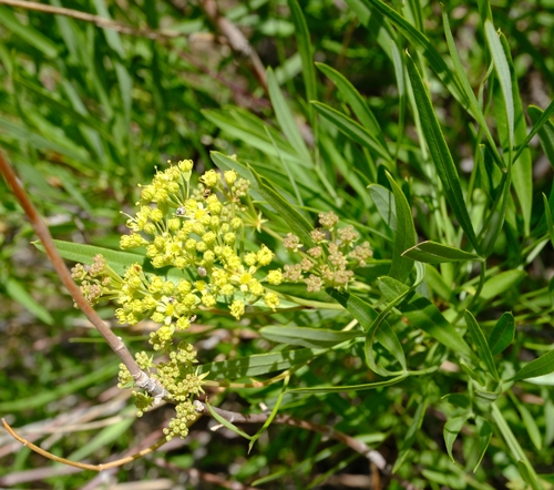 Namibian Parsleytree (Heteromorpha papillosa)