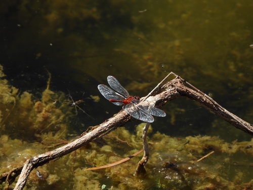 Wandering Percher