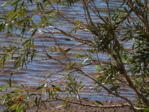 Zebra Finch