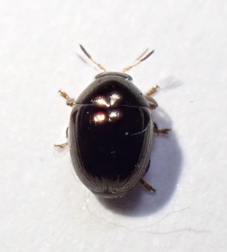 Ditropidus, 2025-03-23