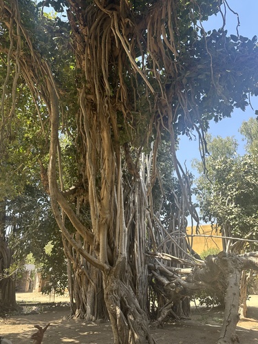 Indian banyan