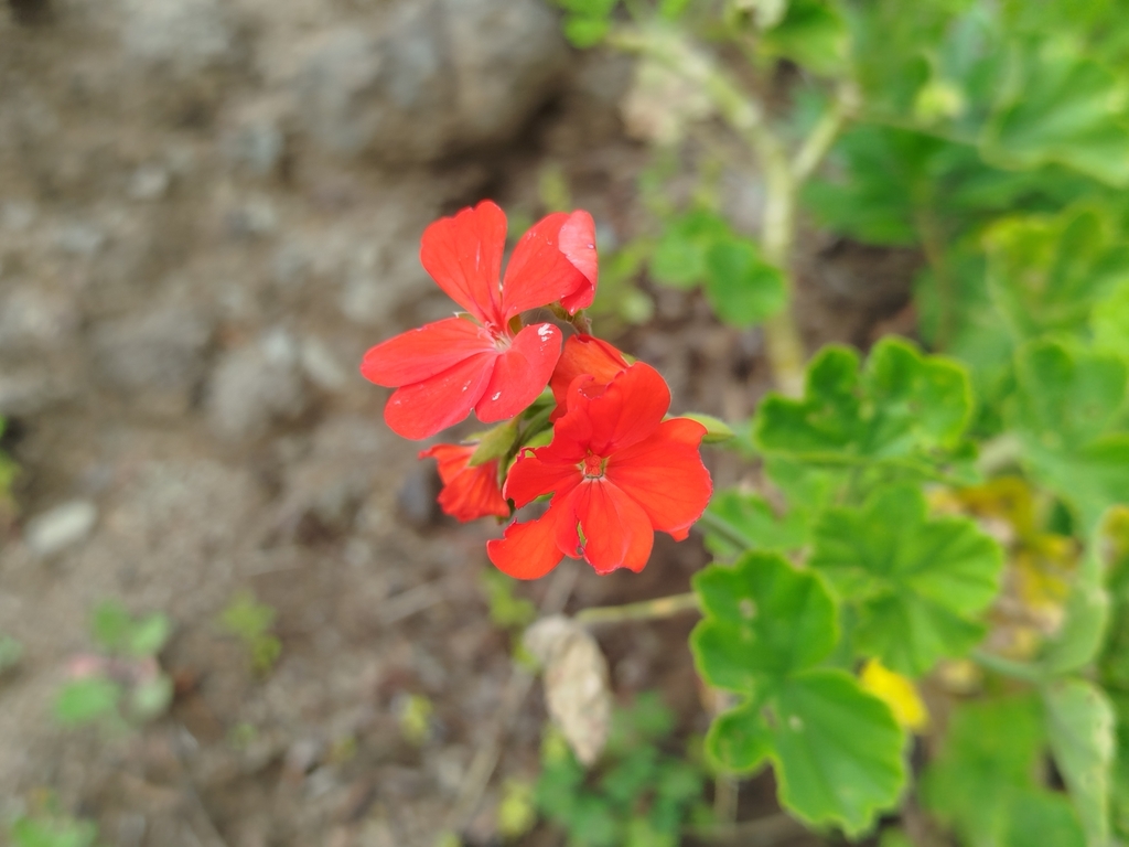 Pelargonium inquinans, 9225, Portugal