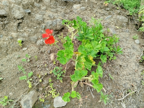 Pelargonium inquinans
