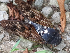 Graptopsaltria nigrofuscata