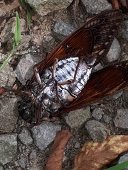 Graptopsaltria nigrofuscata