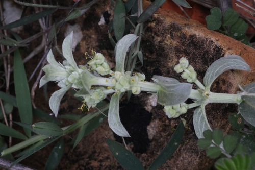 Image of Mercurialis Tomentosa (Mercurialis tomentosa) by (c) Roland Godon, some rights reserved (CC BY)