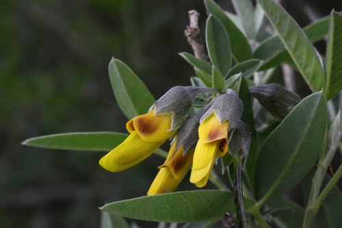 Image of Mediterranean Stinkbush (Anagyris foetida) by (c) Roland Godon, some rights reserved (CC BY)